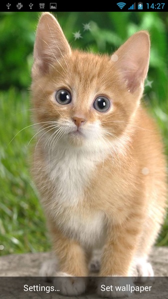 Cat Live Wallpaper - Preview 3