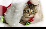 圣诞小猫咪 screenshot 3