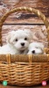 Puppy Wallpaper screenshot 13