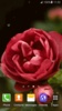 3D Rose Live Wallpaper screenshot 4