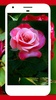 Rose Wallpapers screenshot 3