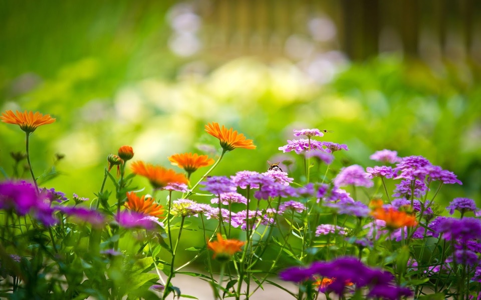 Garden Live Wallpaper - Preview 2
