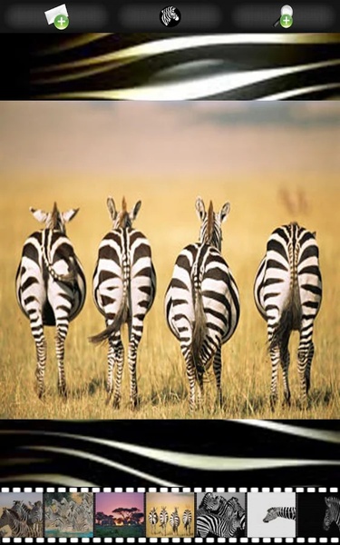 Zebra Wallpapers - Preview 3