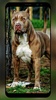 Pitbull Wallpaper screenshot 10