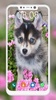 Husky Puppy Wallpapers screenshot 5