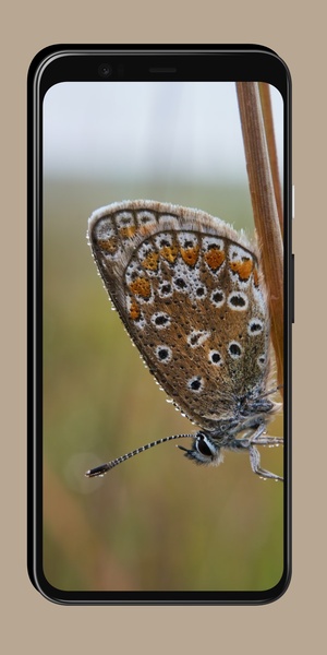 Butterfly Wallpaper OurcreativeApps - Preview 6