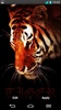 Tiger Live Wallpaper screenshot 2