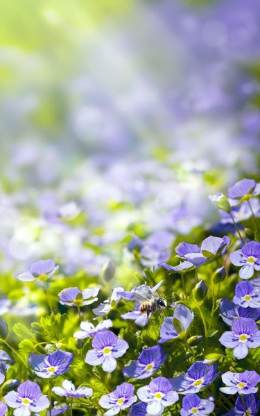 Spring Meadow Live Wallpaper - Preview 2