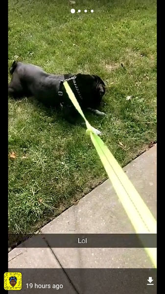 SnapStory Downloader - Preview 9