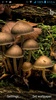 Mushrooms Live Wallpaper screenshot 8