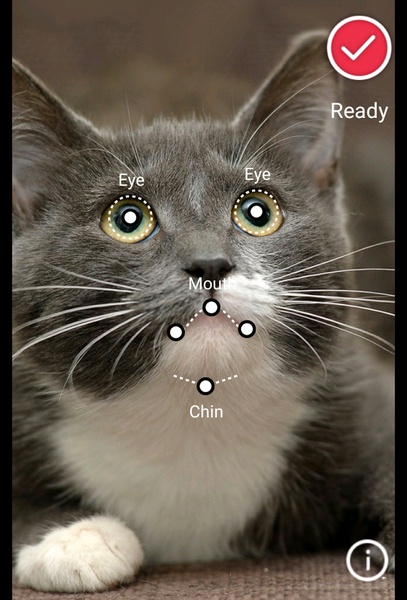 Pet Yap - Preview 3
