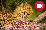 Wild Animals Documentary screenshot 6