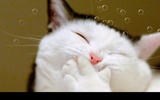 Funny Cat screenshot 5