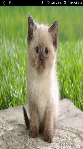Cat Wallpapers Cute - Preview 9