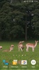Deers Video Live Wallpaper screenshot 7