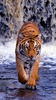 Tiger Live Wallpaper screenshot 6