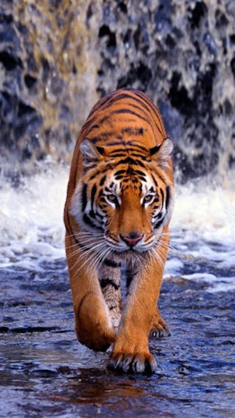 Tiger Live Wallpaper - Preview 6