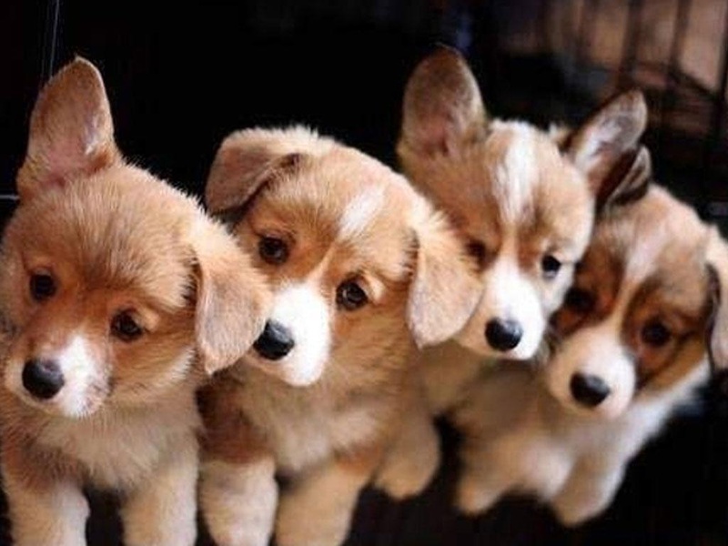 Free Puppy Dog Wallpaper - Preview 8