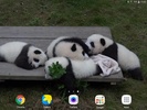 Panda Video Wallpaper screenshot 2