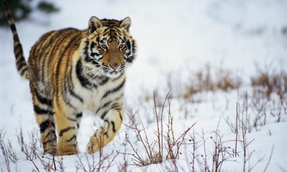 Tiger HD LWP Lite - Preview 2