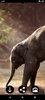 Elephant HD Wallpapers screenshot 1