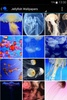 Jellyfish Wallpapers screenshot 3