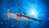 The Hammerhead Shark screenshot 10