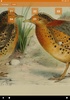 Buttonquail screenshot 1