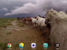 Wild Horses Live Wallpaper screenshot 1