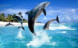 Dolphin HD Live Wallpaper screenshot 1