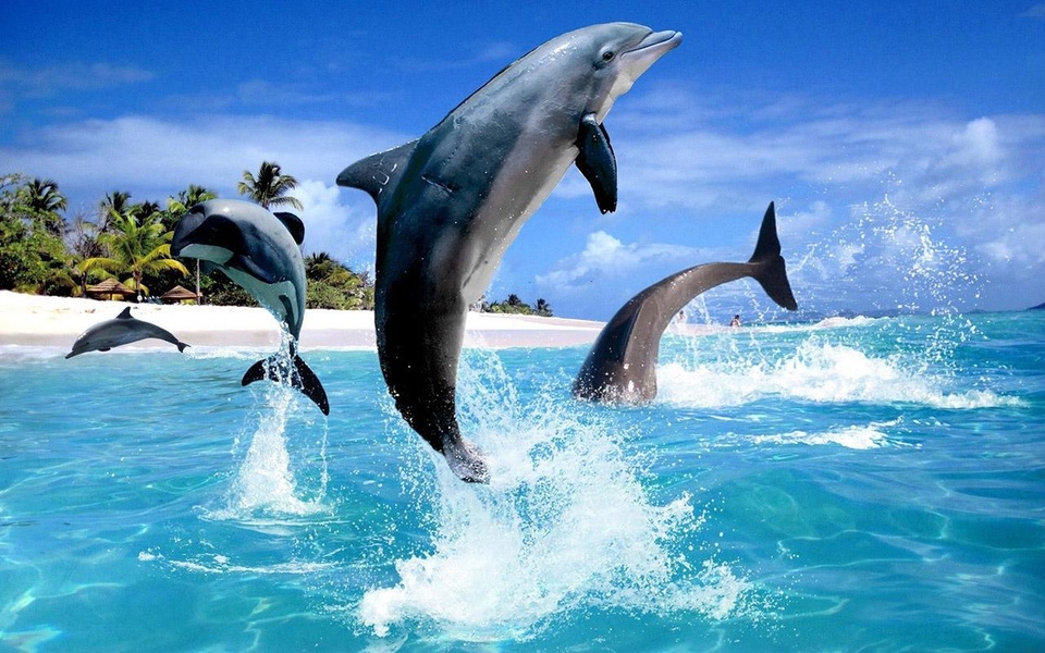 Dolphin HD Live Wallpaper - Preview 1