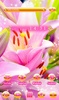 Pink Lilies Theme screenshot 1