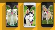 Sevimli köpek yavrusu zip ekran kilidi screenshot 7