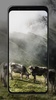 Cow Wallpapers screenshot 3