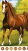 Horse Color by Number screenshot 1