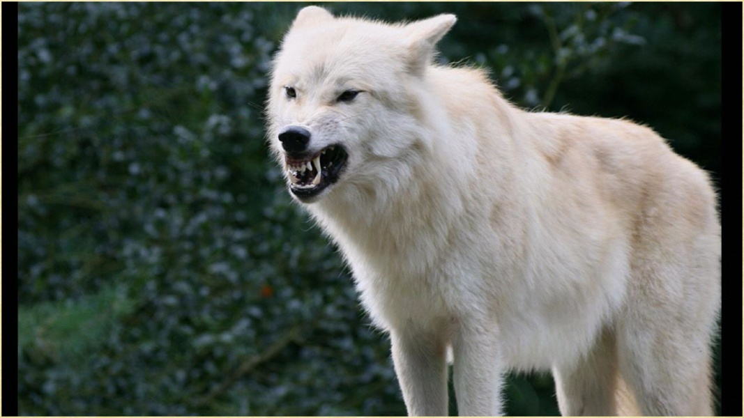 Wild Animals Pictures - Preview 4