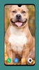 Pitbull Dog Wallpaper 4K screenshot 7