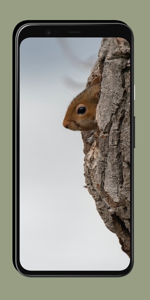 Chipmunk Wallpaper - Preview 2