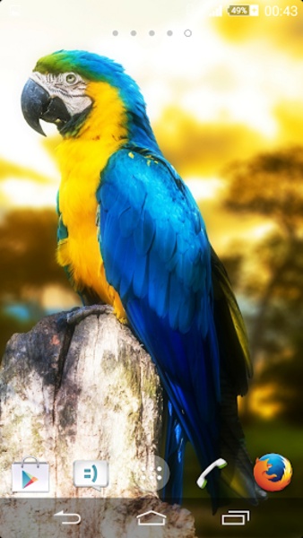 Macaw By Maverick - Preview 5