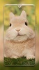 Rabbit Wallpapers screenshot 7