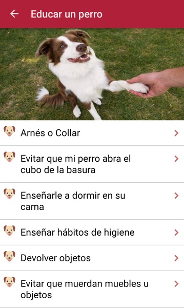 Como adiestrar un perro - Preview 2