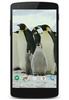 Penguins Video Live Wallpaper screenshot 5