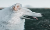 Wallpapers and pictures of wolves of all kinds around the world 4k screenshot 4