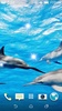 Dolphins LWP + Games Puzzle screenshot 2