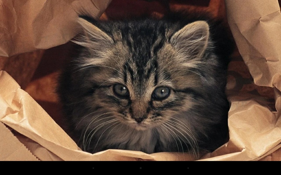 Q Kitten - Preview 2