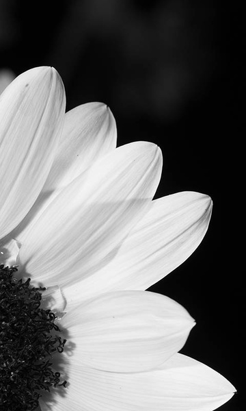 Sunflower Wallpaper - Preview 18