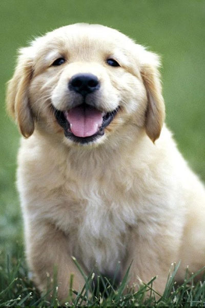 Dog Wallpaper - Preview 12