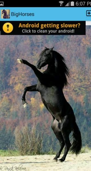 BigHorses - Preview 7