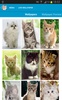 Cute Kittens Wallpapers screenshot 7