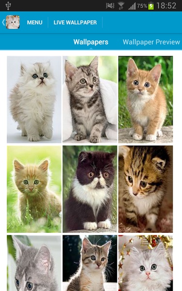 Cute Kittens Wallpapers - Preview 7